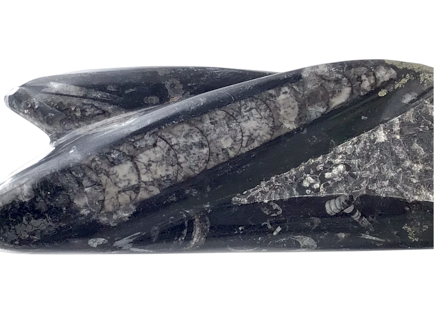 Steinfixx® Prächtige Orthoceras Skulptur mit echten Fossilien I ca. 23x7x5cm I ca. 1200 gr. I Marokko