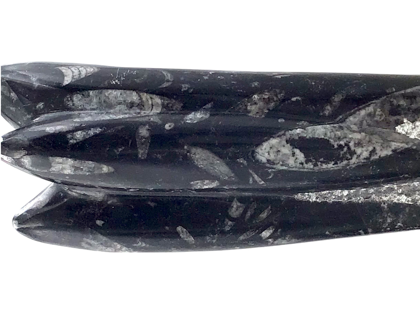 Steinfixx® Prächtige Orthoceras Skulptur mit echten Fossilien I ca. 23x7x5cm I ca. 1200 gr. I Marokko