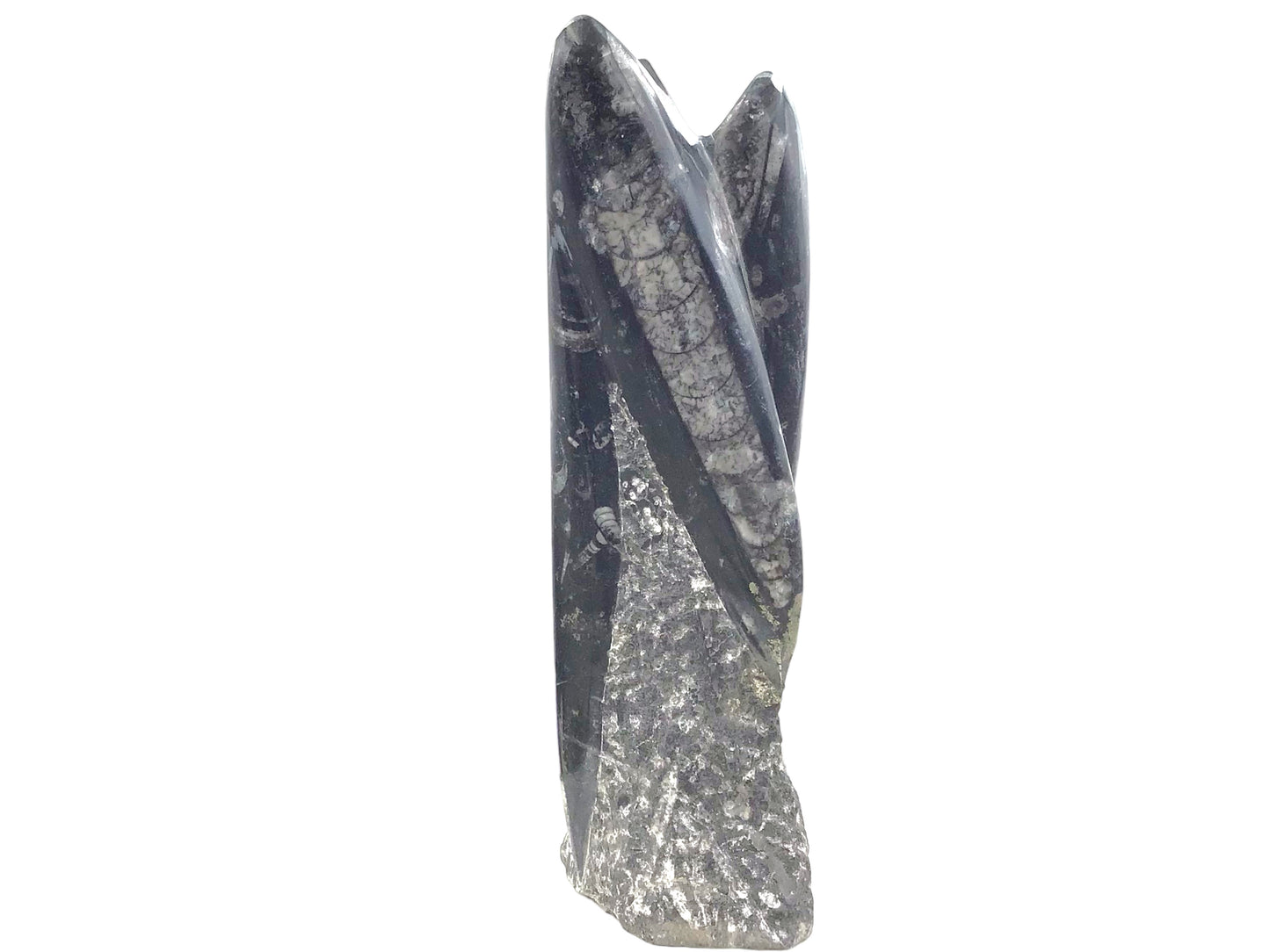 Steinfixx® Prächtige Orthoceras Skulptur mit echten Fossilien I ca. 23x7x5cm I ca. 1200 gr. I Marokko